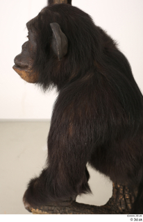 Chimpanzee Bonobo arm head shoulder 0001.jpg